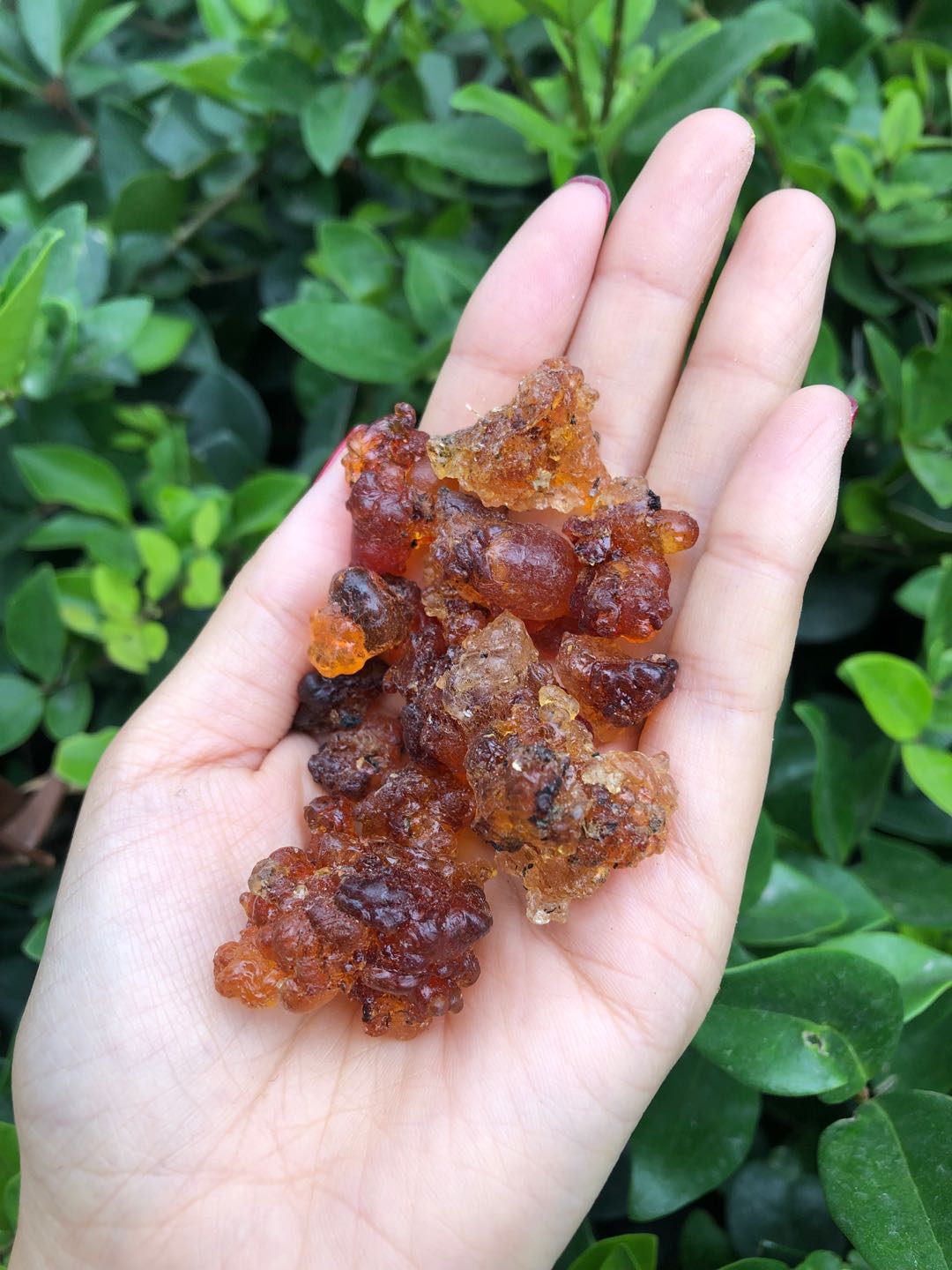 后湖特级纯野生桃胶，无杂质，美容圣品