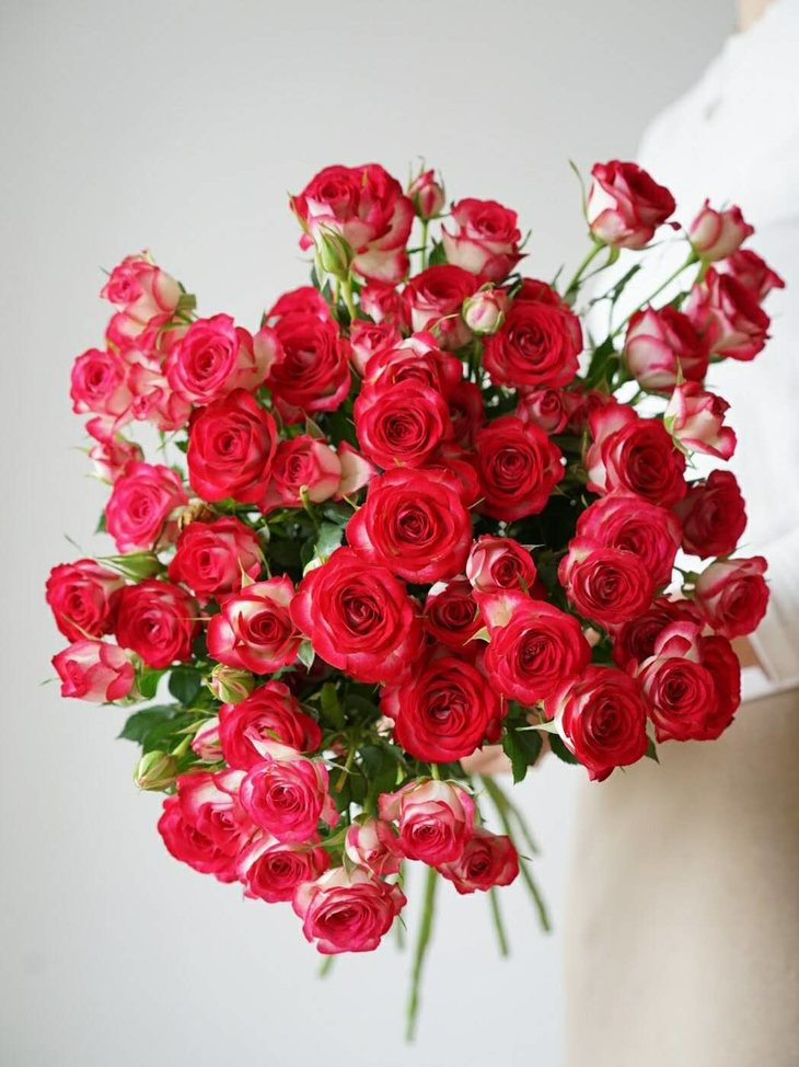 多头玫瑰,热情奔放的玫红/白双色多头小玫瑰