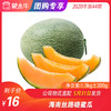 【水果团购】海南丝路晓蜜瓜1.5KG±200g 商品缩略图0