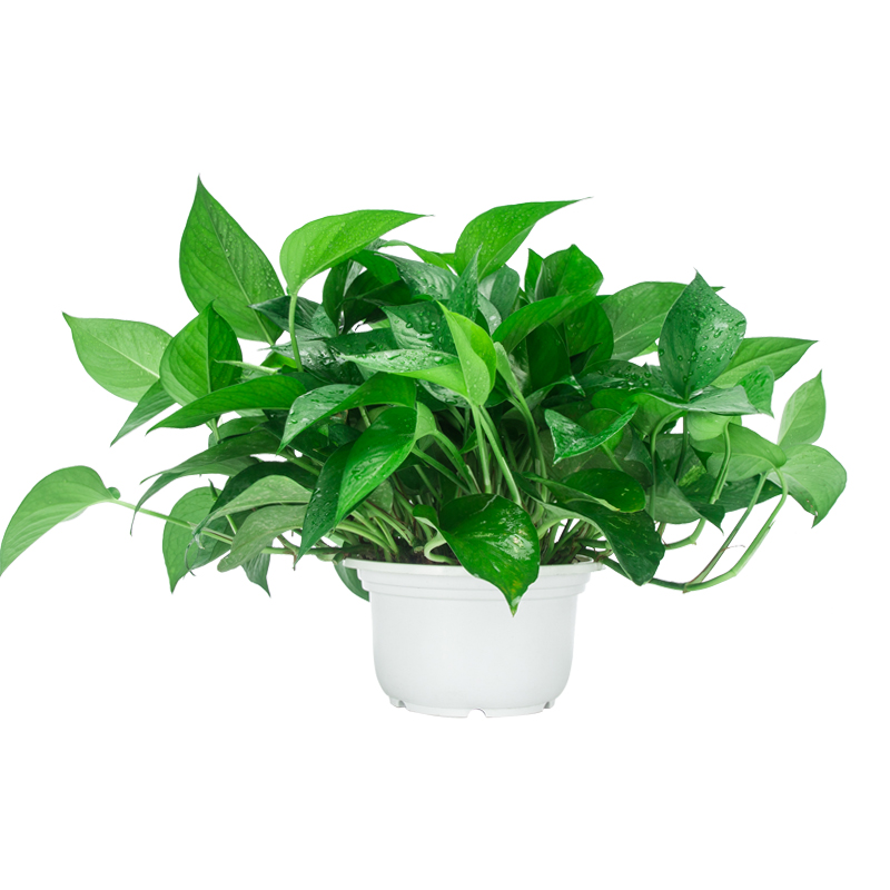 绿萝（仿瓷盆）