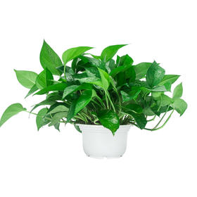 绿萝（仿瓷盆）