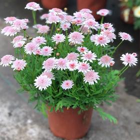 玛格丽特（原盆）