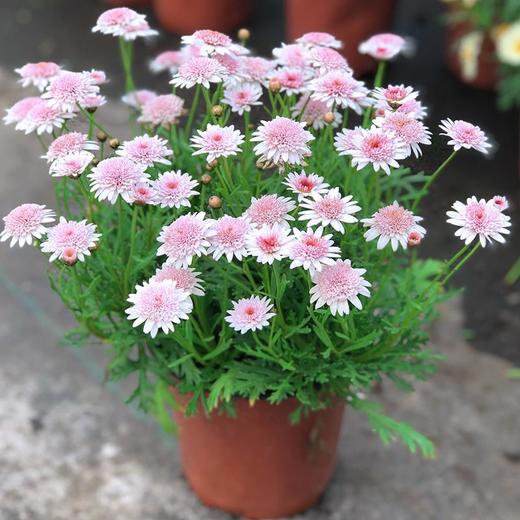 玛格丽特（原盆） 商品图0