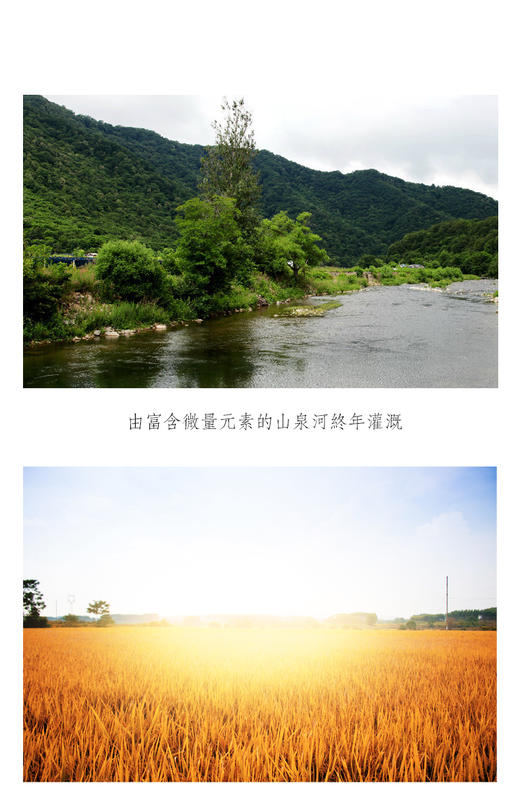 口感大米 · 长粒香 商品图3