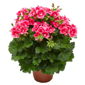 天竺葵（原盆）