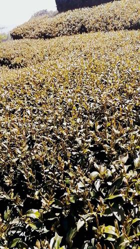 第八节课：茶叶制程的干燥、及茶叶如何保鲜知识