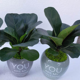 琴叶榕（带瓷盆）