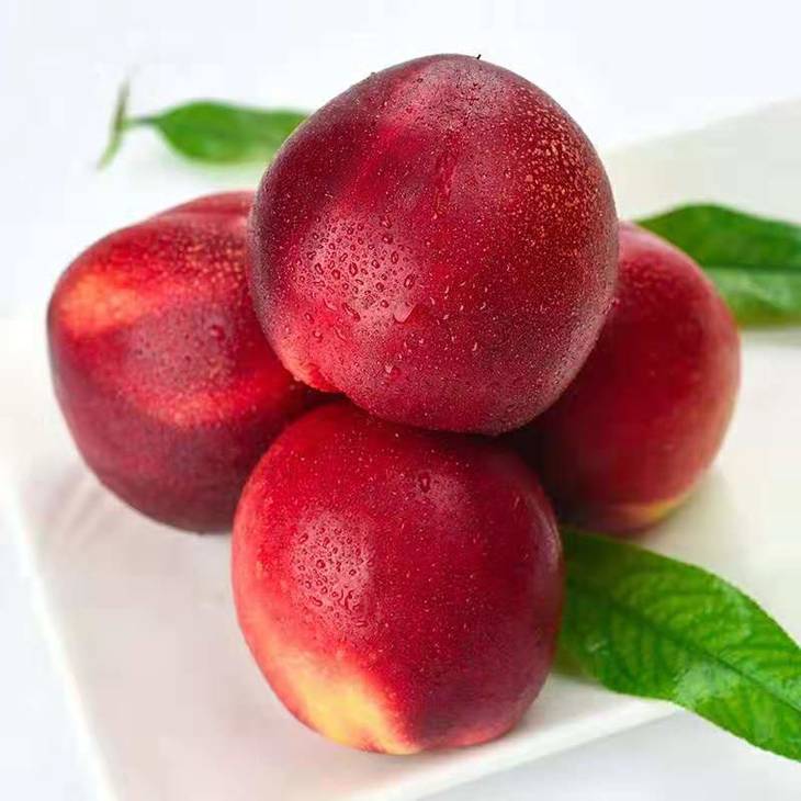 【山东蒙阴油桃】红油桃脆甜蜜桃新鲜水果 桃子 亚布力米面粮油生鲜