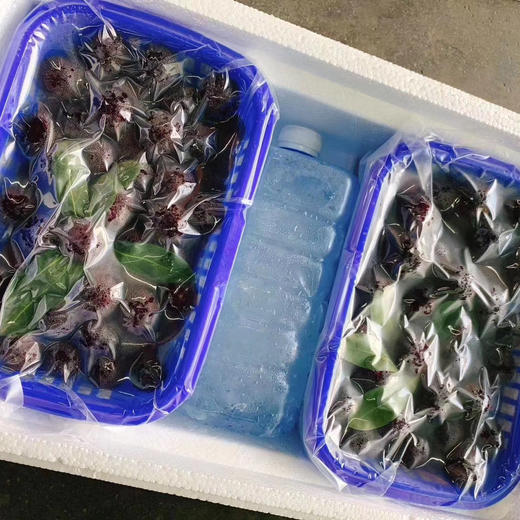 云南高山有机杨梅空运到货 商品图3