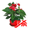 【绿植】红掌（原盆） 商品缩略图0