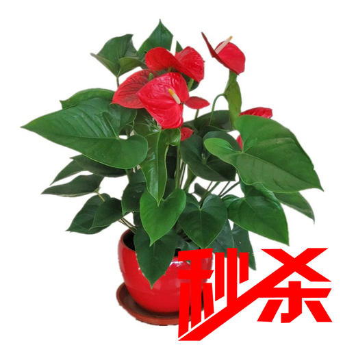 【绿植】红掌（原盆） 商品图0