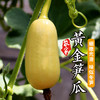 农家种植鲜嫩黄金笋瓜 口感似冬笋 北瓜350g新鲜蔬菜 商品缩略图0