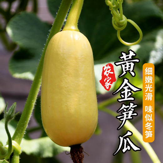 农家种植鲜嫩黄金笋瓜 口感似冬笋 北瓜350g新鲜蔬菜 商品图0