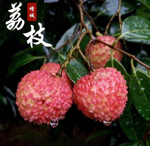 【预售广东省外】荔枝之乡广东增城  新鲜现摘桂味 果园直供顺丰冷链配送 商品图2