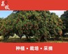 【预售广东省外】荔枝之乡广东增城  新鲜现摘桂味 果园直供顺丰冷链配送 商品缩略图3