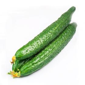 上庄店 黄瓜500g