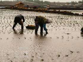  五常插秧季——感受食物与大地、自然的连接 