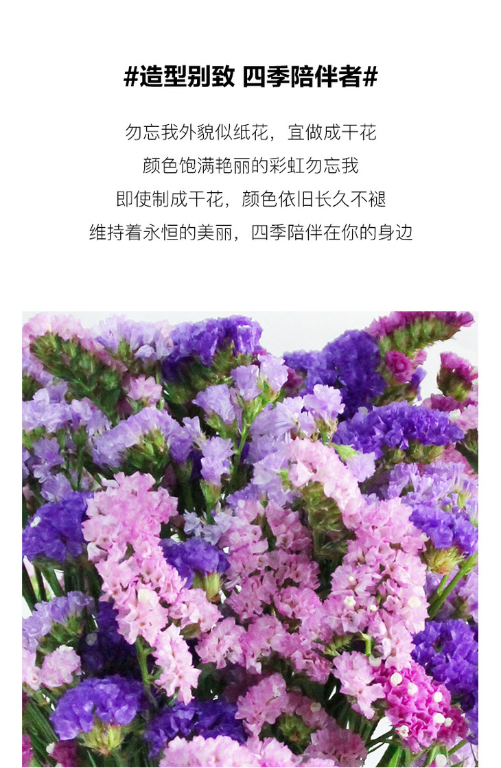 【万亩花田】昆明宜良丨彩虹勿忘我1扎