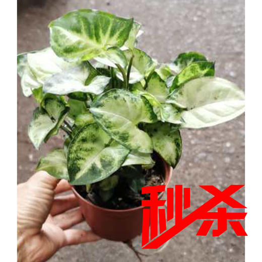 【绿植】合果芋（简易原盆） 商品图0