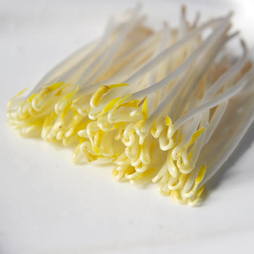 芽状元绿豆芽（300克/份） 商品图1