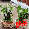【绿植】富贵竹（简易原盆） 商品缩略图0