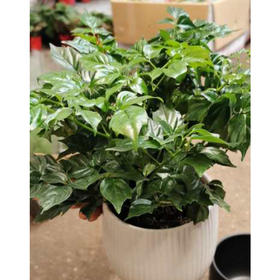 【绿植】幸福树(简易原盆)