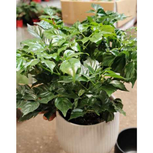 【绿植】幸福树(简易原盆) 商品图0