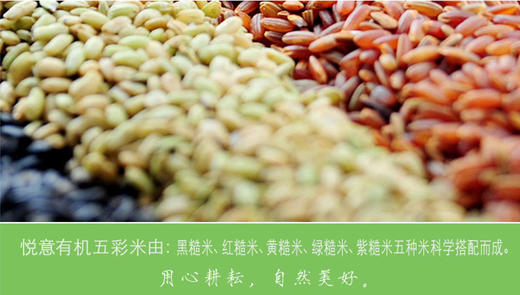 【悦意】有机五彩米500g 慈心耕耘 用心美好 商品图5