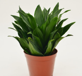 【绿植】太阳神（简易原盆）