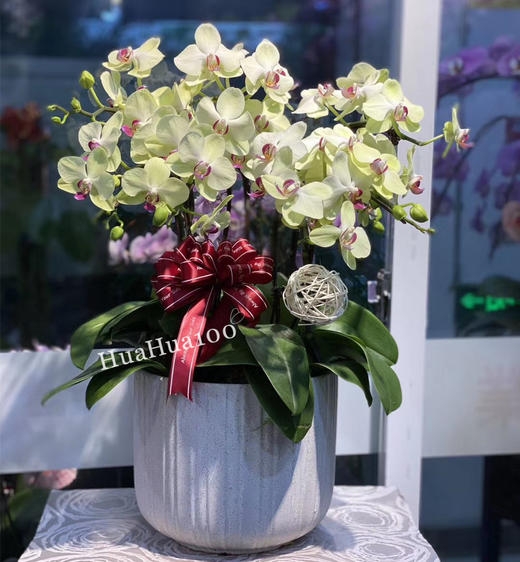 多株蝴蝶兰盆景 商品图7