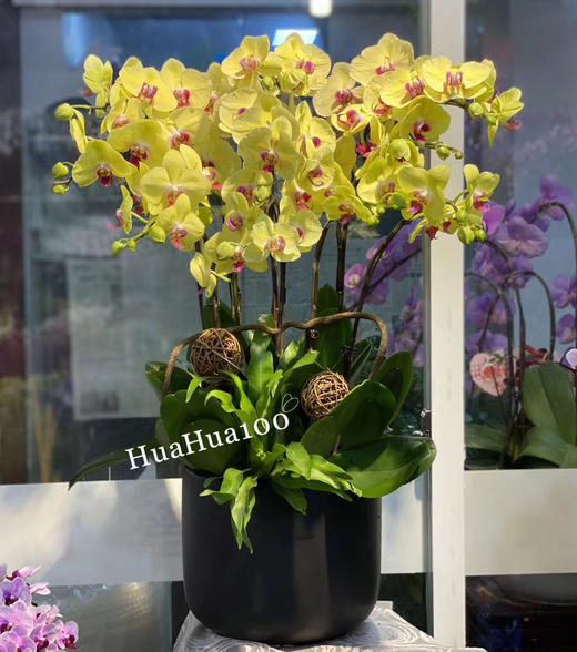 多株蝴蝶兰盆景 商品图6