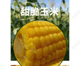 优质甜脆玉米1份/1000g
