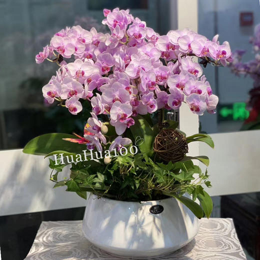多株蝴蝶兰盆景 商品图4