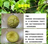 【农道好物精选】黄金百香果 酸甜多汁 颗颗饱满鲜甜 初恋般的感觉 商品缩略图3