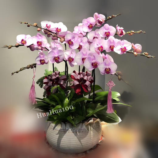 多株蝴蝶兰盆景 商品图2