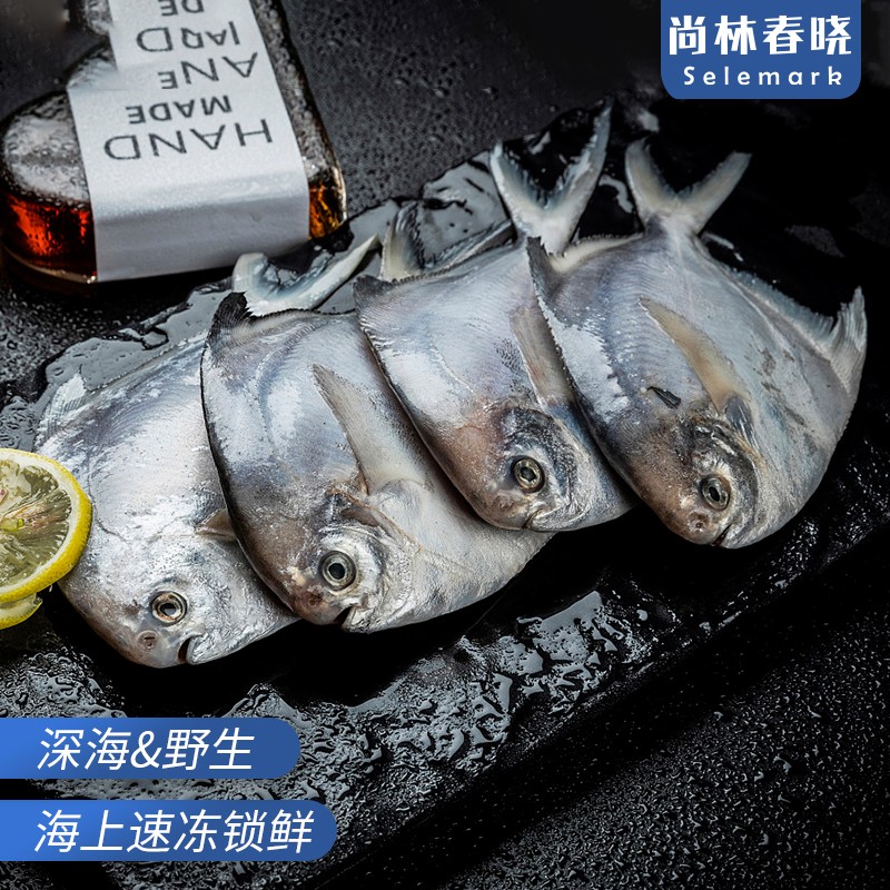 尚林春晓 海捕大银鲳鱼平鱼鲳鱼 新鲜冷冻扁鱼深海鱼