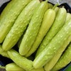 景宁有机种植白黄瓜2斤 商品缩略图0