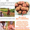 【光复大地严选】云南生态黄心土豆(薄皮)9斤/箱 商品缩略图2