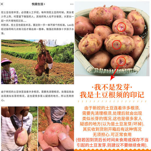 【光复大地严选】云南生态黄心土豆(薄皮)9斤/箱 商品图2