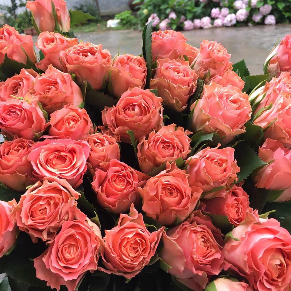 【香妃玫瑰】10支/份 买2份减20元 花瓣层次丰富 颜色