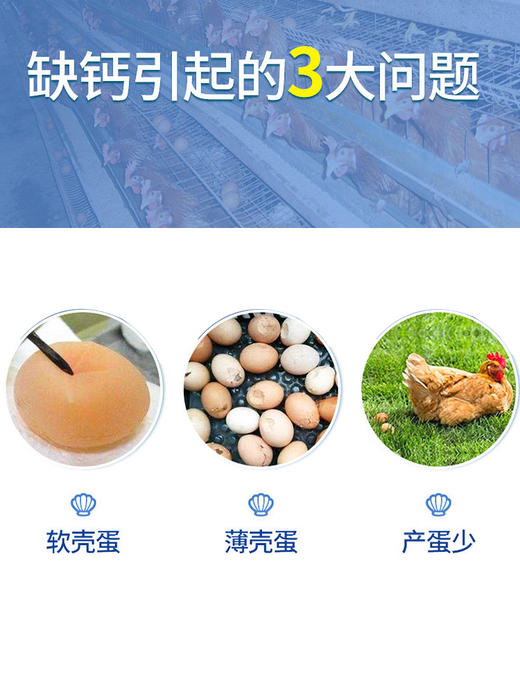 华畜 贝壳粉2.8kg 含钙高达90% 大颗粒更易啄 干净杂质少 产蛋多软蛋少 禽畜通用 商品图3