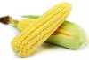 甜玉米    500g±50g/份 商品缩略图0