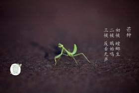 芒种艾灸丨心慌慌，睡不着？艾灸这几个穴位，交通心肾，安神助眠