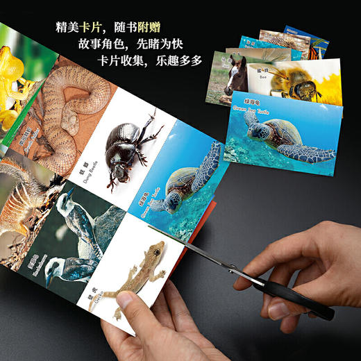 动物成长故事套装(下)(6-10辑) 商品图7