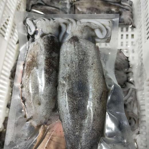 【软丝鱿鱼】当天海捕野生软丝大鱿鱼，口感鲜脆爽口，一个200-500克 商品图2