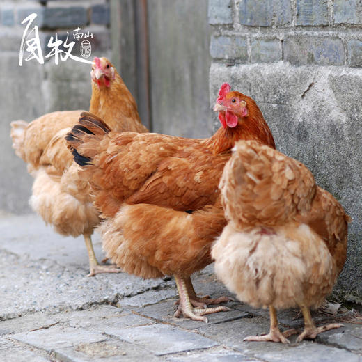 九华山高山散养土老母鸡 商品图3