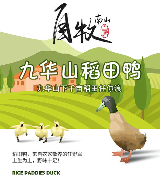 九华山乡村田间放养稻田鸭仔鸭 商品图0