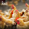 九华山高山散养土老母鸡 商品缩略图1