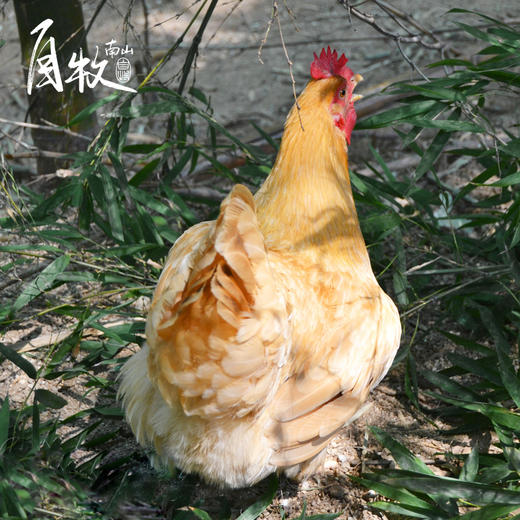 九华山高山散养土老母鸡 商品图5