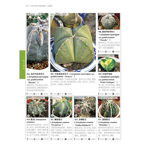 1200种多肉植物图鉴：珍藏版 商品图4